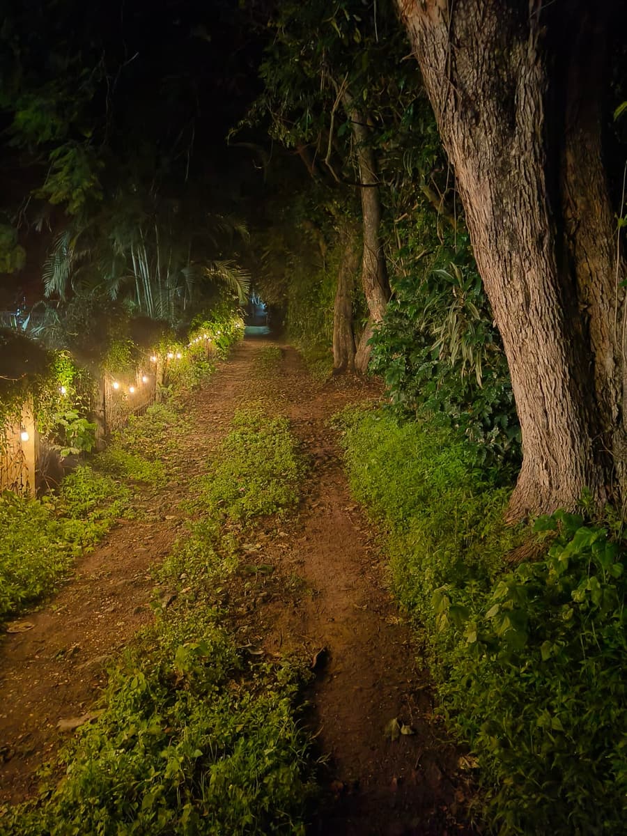 Camino de entrada iluminado con focos entre árboles, de noche
